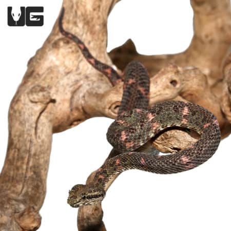 2019 Male Christmas Tree Eyelash Viper