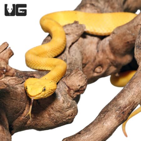 2020 Female Golden Eyelash Viper (Bothriechis schlegelii) For Sale - Underground Reptiles