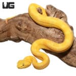 2020 Female Golden Eyelash Viper (Bothriechis schlegelii) For Sale - Underground Reptiles