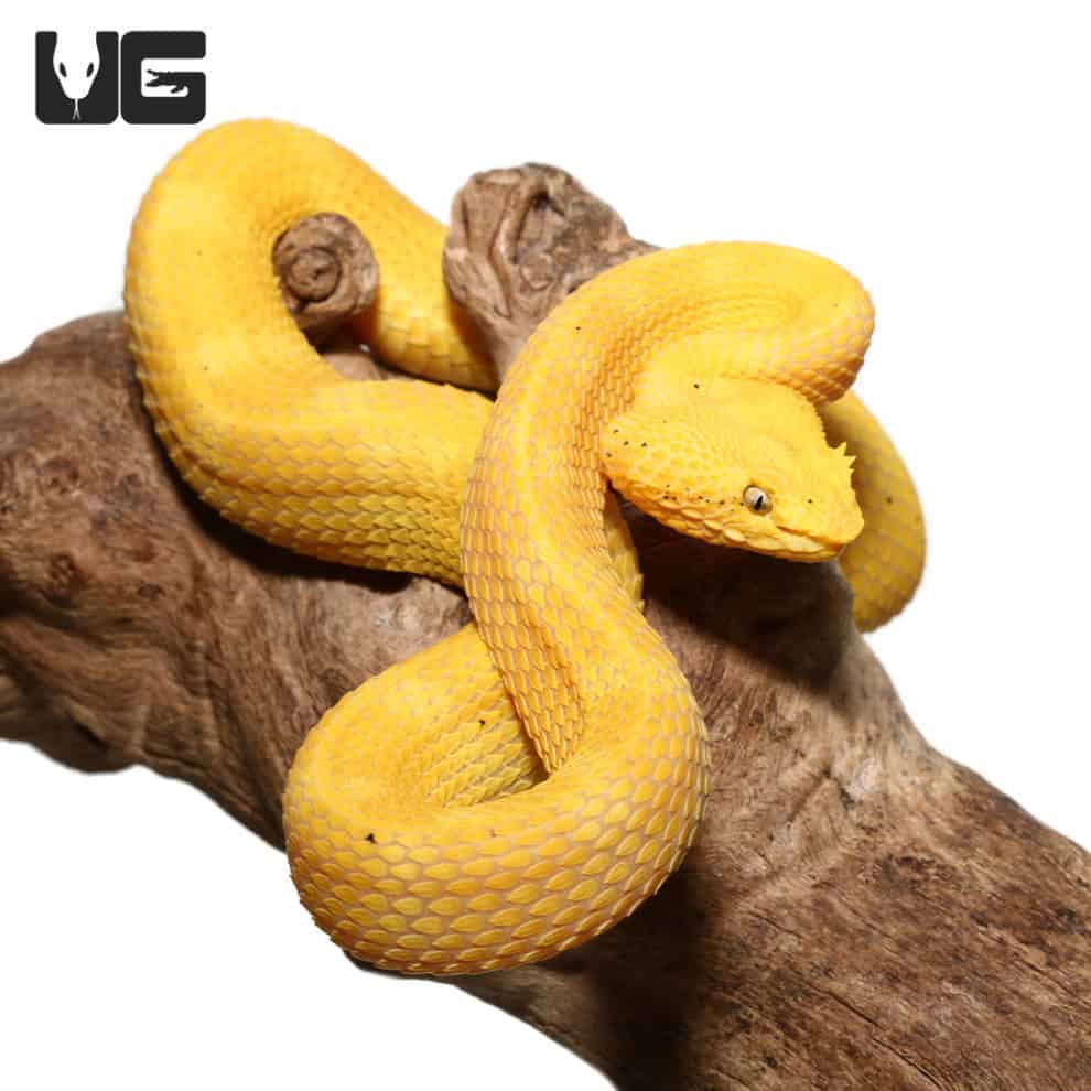 2020 Female Golden Eyelash Viper (Bothriechis schlegelii) For Sale