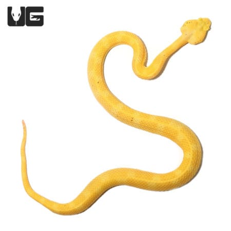 2020 Female Golden Eyelash Viper (Bothriechis schlegelii) For Sale - Underground Reptiles