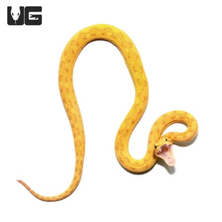 2020 Male Golden Eyelash Viper (Bothriechis schlegelii) For Sale - Underground Reptiles