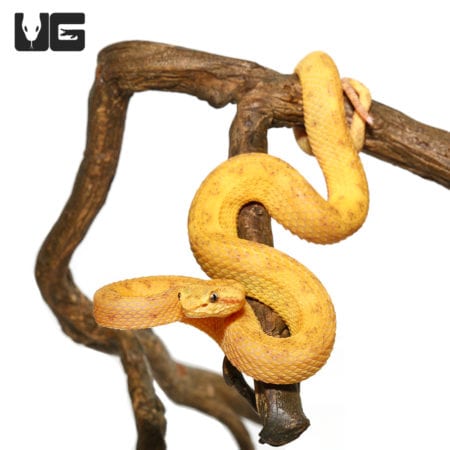 2020 Male Golden Eyelash Viper (Bothriechis schlegelii) For Sale - Underground Reptiles