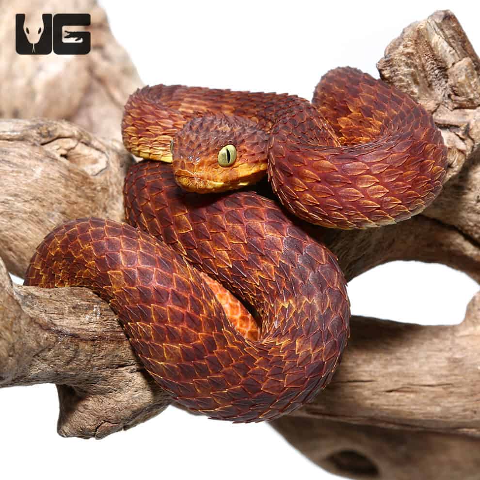 2021 Female Dark Red Squamigera Bush Viper (Atheris squamigera) For