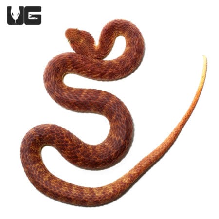2021 Female Dark Red Squamigera Bush Viper (Atheris squamigera) For Sale - Underground Reptiles