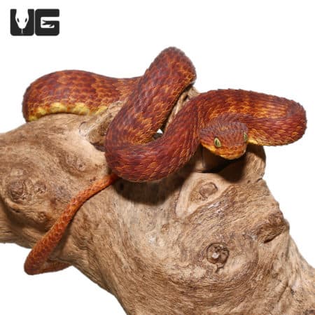 2021 Female Dark Red Squamigera Bush Viper (Atheris squamigera) For Sale - Underground Reptiles