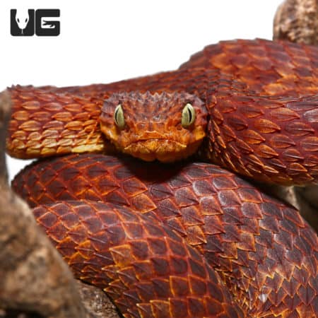 2021 Female Dark Red Squamigera Bush Viper (Atheris squamigera) For Sale - Underground Reptiles