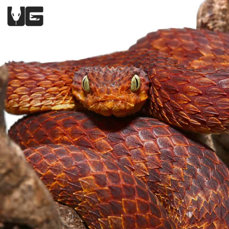 Venomous Snakes & Lizards For Sale - Underground Reptiles