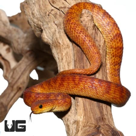 2021 Female Orange With Red Stripes Squamigera Bush Viper (Atheris squamigera) For Sale - Underground Reptiles