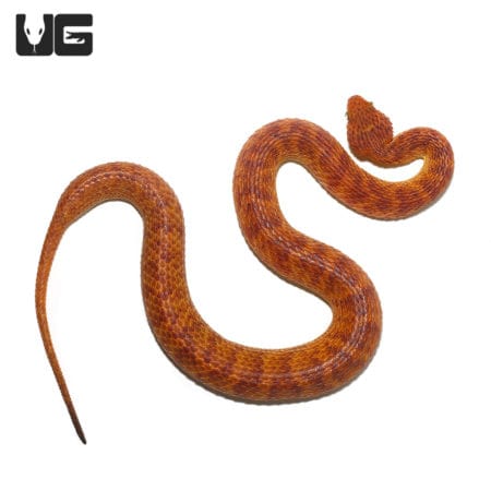 2021 Female Orange With Red Stripes Squamigera Bush Viper (Atheris squamigera) For Sale - Underground Reptiles
