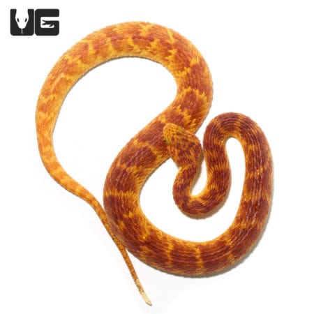 2021 Female Red With Orange Stripes Squamigera Bush Viper (Atheris squamigera) For Sale - Underground Reptiles