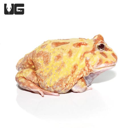 Albino Pacman Frogs (Ceratophrys cranwelli) For Sale - Underground Reptiles