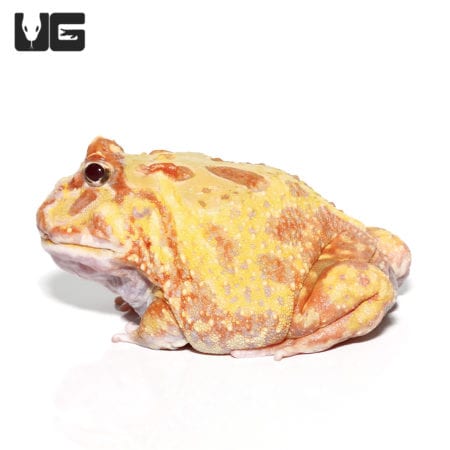 Albino Pacman Frogs (Ceratophrys cranwelli) For Sale - Underground Reptiles