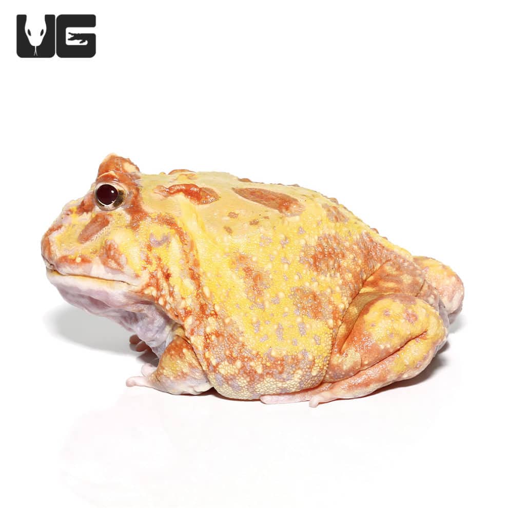 Albino Pacman Frogs For Sale Underground Reptiles