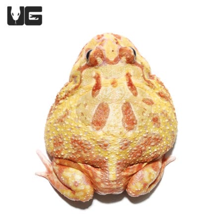 Albino Pacman Frog, vibrant yellow and orange coloration, perfect for reptile enthusiasts.