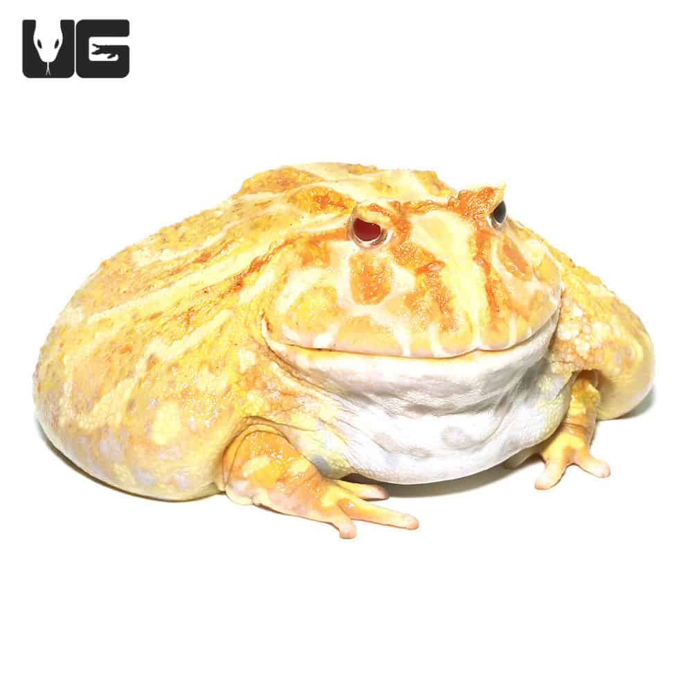 Albino Pacman Frogs For Sale - Underground Reptiles