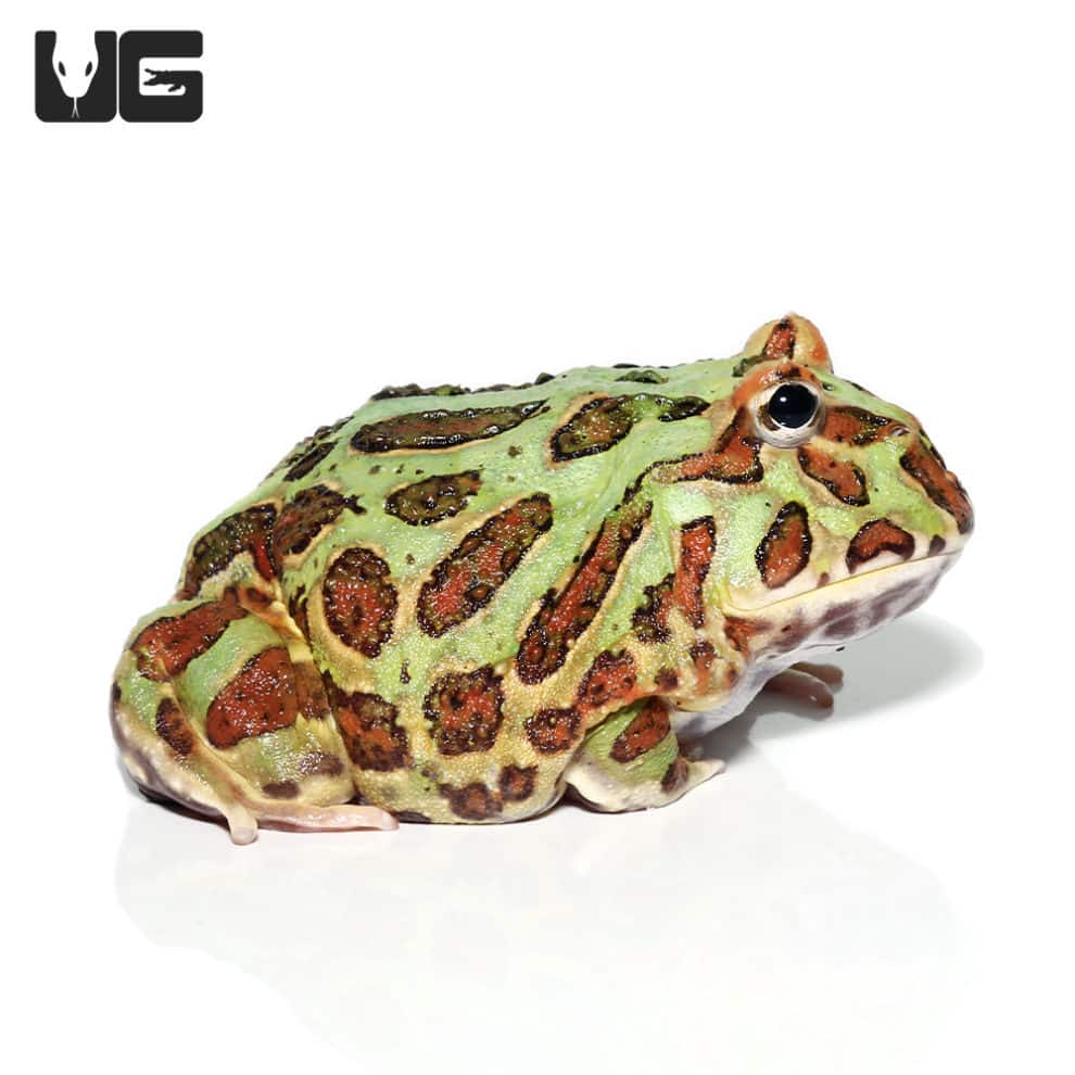 Green Pacman Frogs For Sale Underground Reptiles