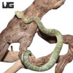 Adult Green Squamigera Bush Viper (Atheris squamigera) For Sale - Underground Reptiles