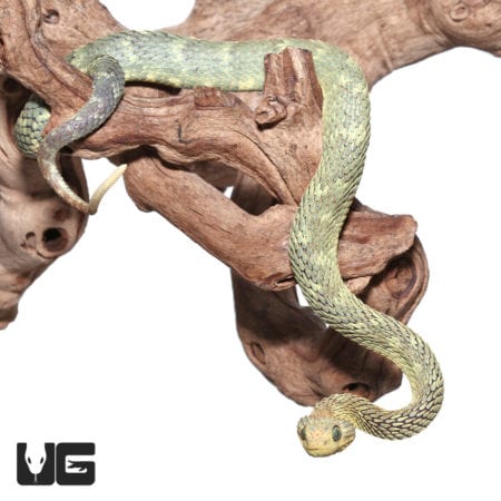 Adult Green Squamigera Bush Viper (Atheris squamigera) For Sale - Underground Reptiles