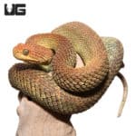 Adult Male Red And Green Patternless Squamigera Bush Viper (Atheris squamigera) For Sale - Underground Reptiles