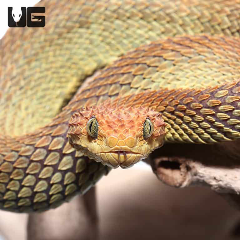 Adult Male Red And Green Patternless Squamigera Bush Viper (Atheris