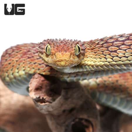 Adult Male Red Squamigera Bush Viper (Atheris squamigera) For Sale - Underground Reptiles