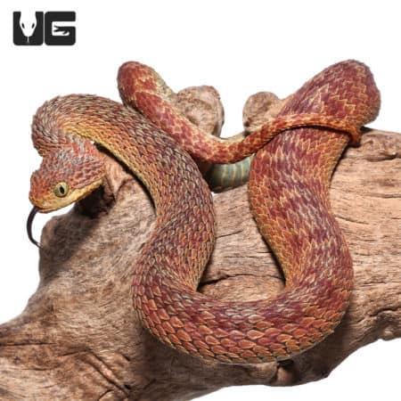 Adult Male Red Squamigera Bush Viper (Atheris squamigera) For Sale - Underground Reptiles