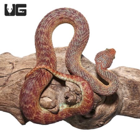 Adult Male Red Squamigera Bush Viper (Atheris squamigera) For Sale - Underground Reptiles