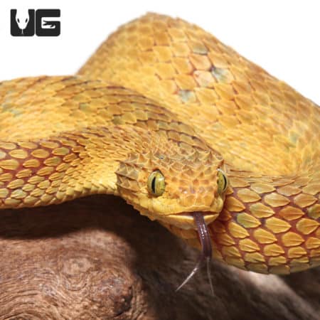 Adult Yellow Squamigera Bush Vipers (Atheris squamigera) For Sale - Underground Reptiles