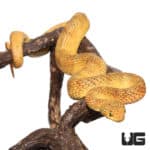 Adult Yellow Squamigera Bush Vipers (Atheris squamigera) For Sale - Underground Reptiles