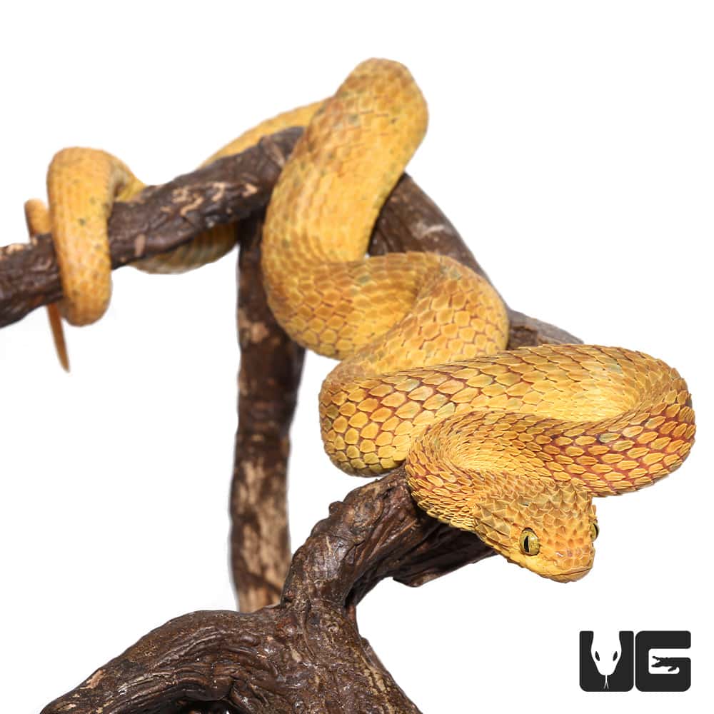 Adult Female Blue Crown Green Squamigera Bush Viper (Atheris squamigera)  For Sale - Underground Reptiles