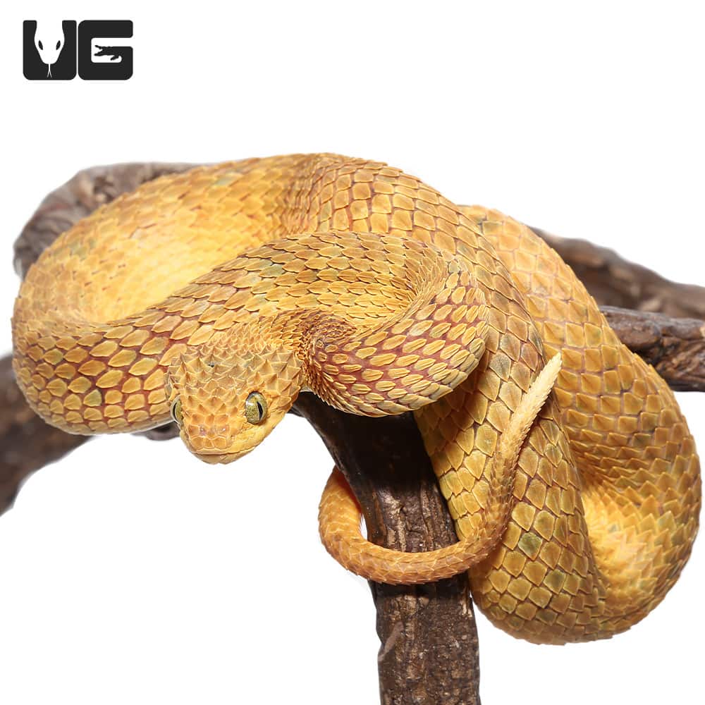 SR-Reptiles - 💙💙Blue & Yellow 💛💛 Atheris squamigera