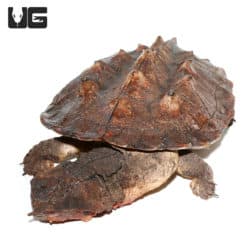 Adult Mata Mata Turtle (Chelus fimbriata) For Sale - Underground Reptiles