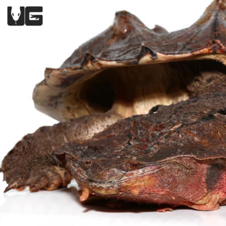 Adult Mata Mata Turtle (Chelus fimbriata) For Sale - Underground Reptiles