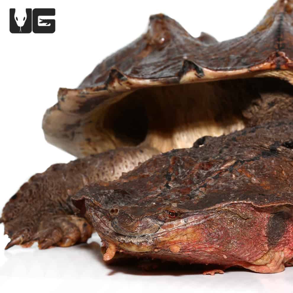 Mata Mata Turtles For Sale Underground Reptiles