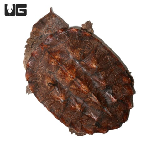 Adult Mata Mata Turtle (Chelus fimbriata) For Sale - Underground Reptiles