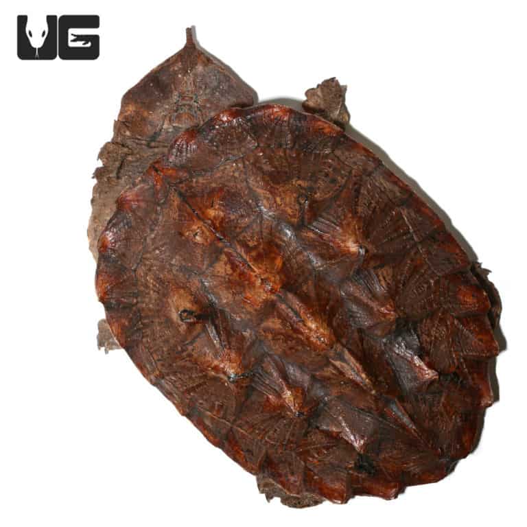 Mata Mata Turtles For Sale Underground Reptiles