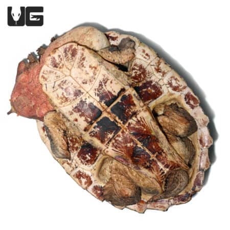 Adult Mata Mata Turtle (Chelus fimbriata) For Sale - Underground Reptiles