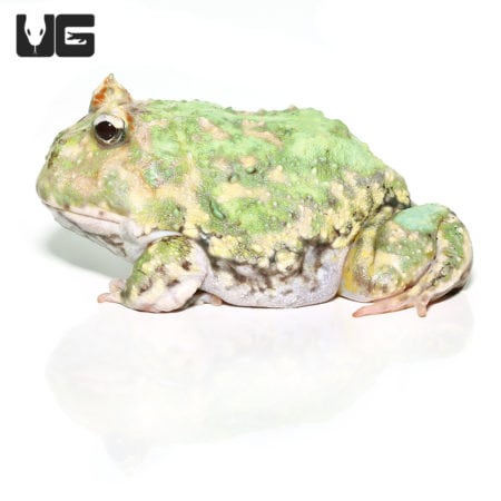 Adult Peppermint Pacman Frogs (Ceratophrys cranwelli) For Sale - Underground Reptiles