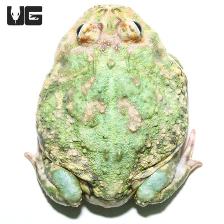 Adult Peppermint Pacman Frogs (Ceratophrys cranwelli) For Sale - Underground Reptiles