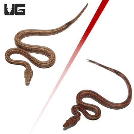 Baby Striped Indonesian Tree Boas (Candoia carinata carinata) For Sale- Underground Reptiles