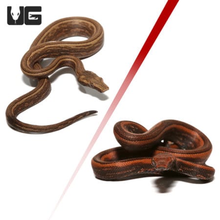 Baby Striped Indonesian Tree Boas (Candoia carinata carinata) For Sale- Underground Reptiles