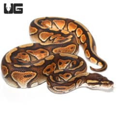 Baby Female Black Pastel Orange Dream Enchi Ball Python (Python regius) For Sale - Underground Reptiles