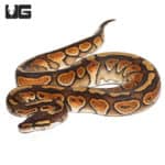 Baby Female Black Pastel Orange Dream Enchi Ball Python (Python regius) For Sale - Underground Reptiles