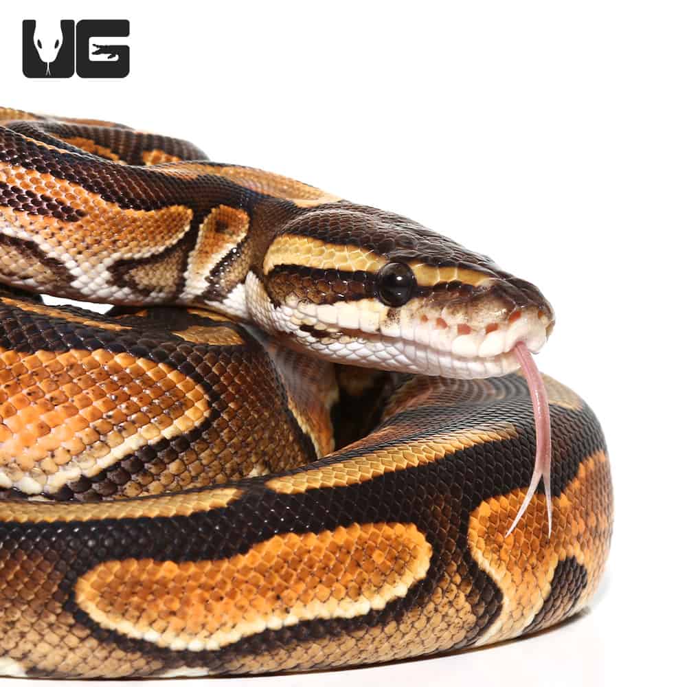 Baby Female Black Pastel Orange Dream Enchi Ball Python (Python regius) For Sale - Underground Reptiles