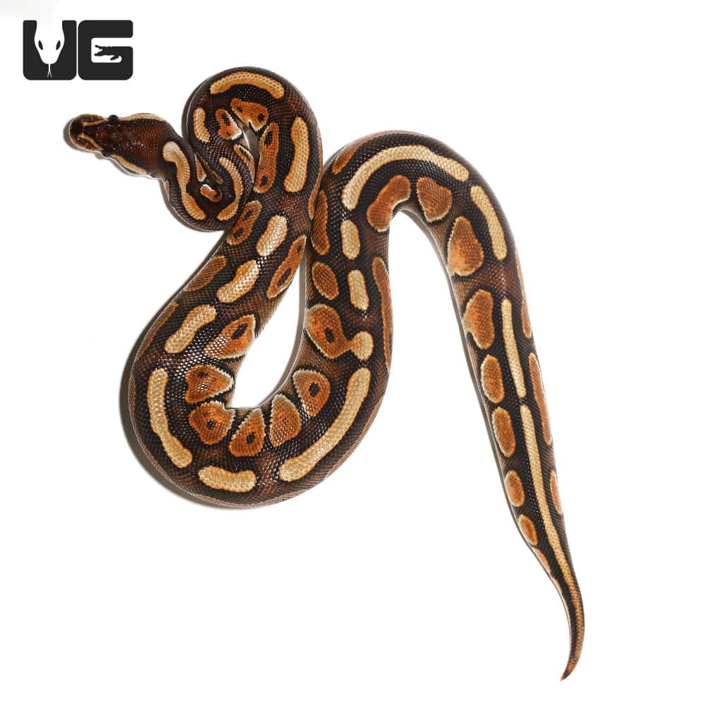 Baby Female Black Pastel Orange Dream Enchi Ball Python (Python regius) For Sale - Underground Reptiles