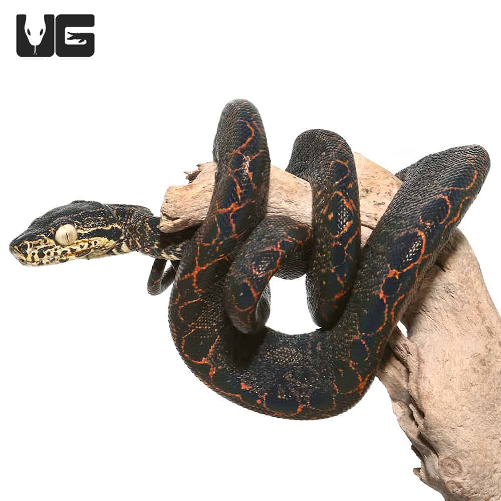 Baby Halloween Phase Amazon Tree Boas (Corallus hortulanus) For Sale