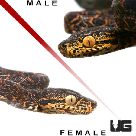 Baby Halloween Phase Amazon Tree Boas (Corallus hortulanus) For Sale - Underground Reptiles