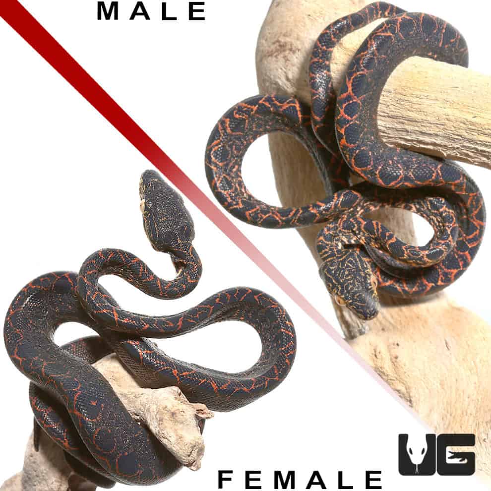 Baby Halloween Phase Amazon Tree Boas For Sale Underground Reptiles