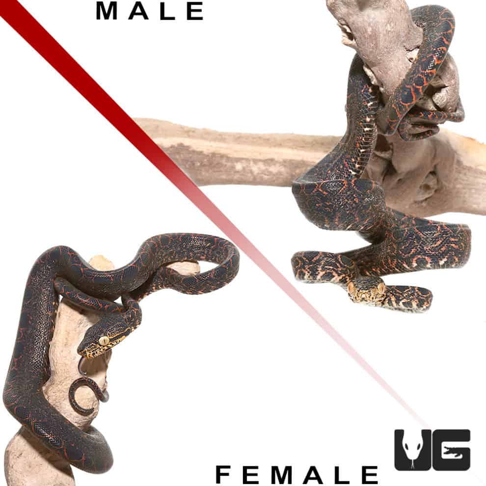 Baby Halloween Phase Amazon Tree Boas For Sale Underground Reptiles